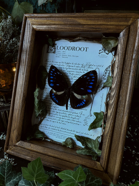 Bloodroot Frame – "Euploea" (24x18cm)