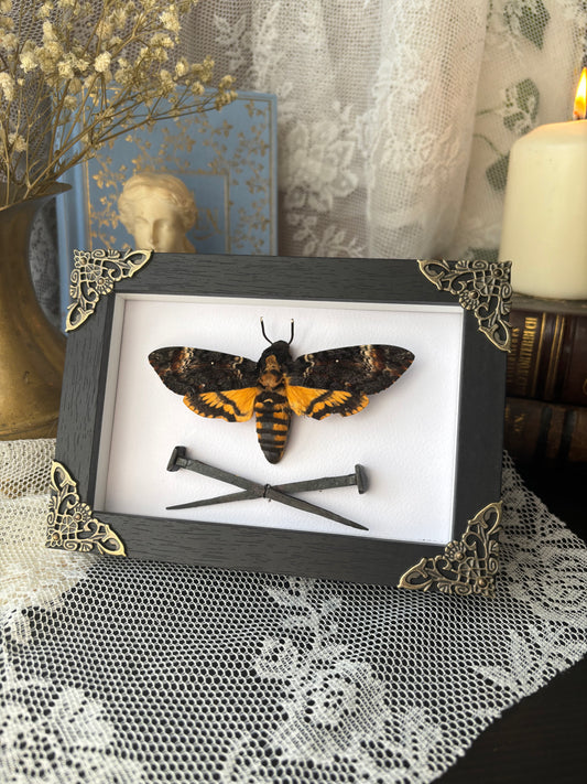 Quiet Defiance – Death’s-Head Hawk Moth (15x10cm)