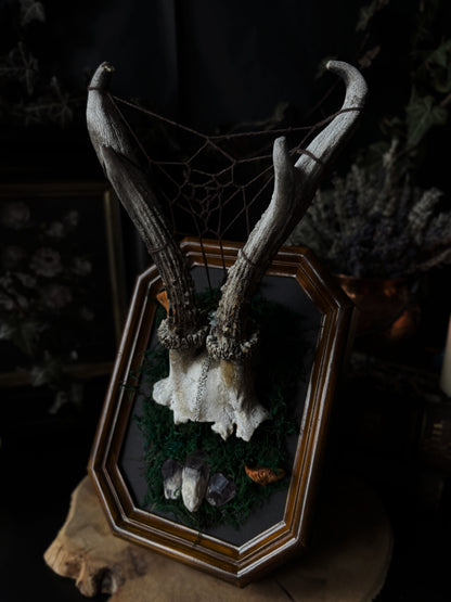 Spiderweb Antler Skull Frame – Gods of the Forest VI (Vintageframe, 20x15cm)