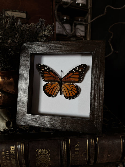 Danaus Plexippus | Wings of Whimsy Collection (12x12cm)