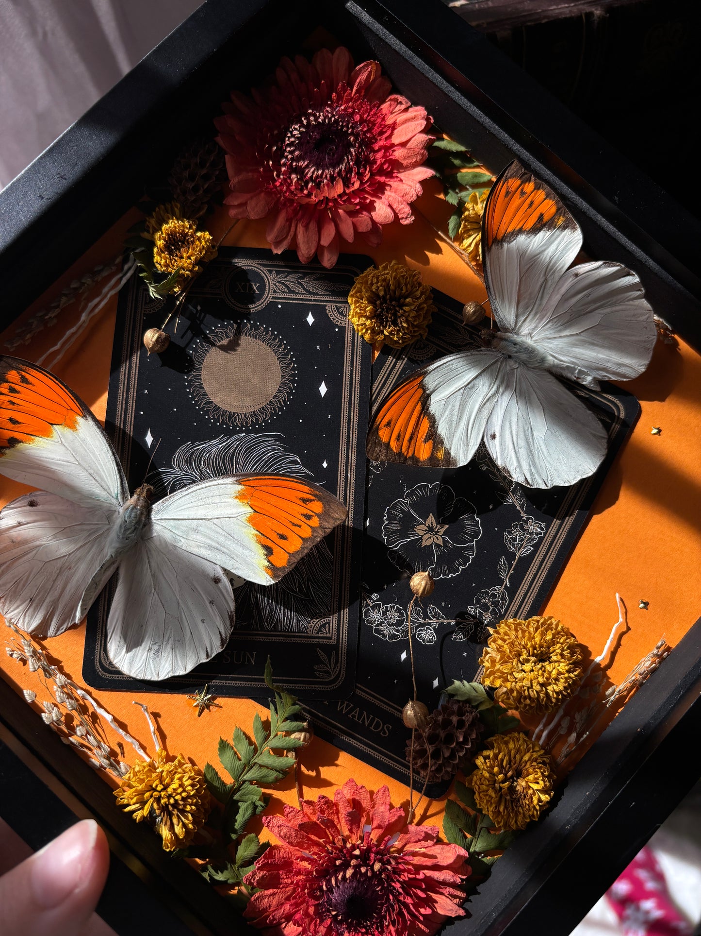 Tarot Magic – Hebomoia glaucippe – Vertical Frame (20x20cm)