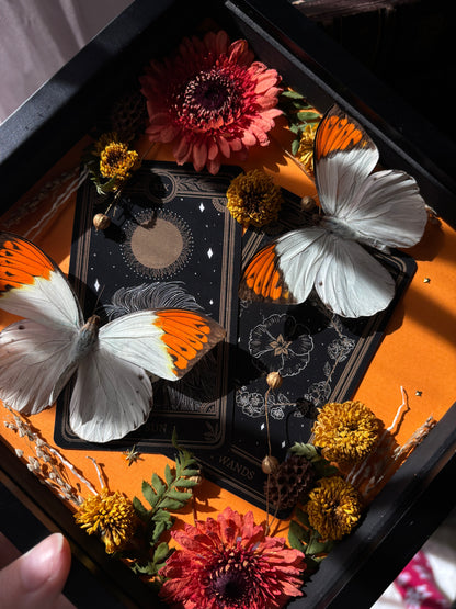 Tarot Magic – Hebomoia glaucippe – Vertical Frame (20x20cm)