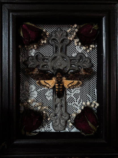The mourning cross | Acherontia atropos