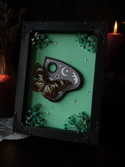 „Ouijah“ - Parantica aglea (18x13cm)