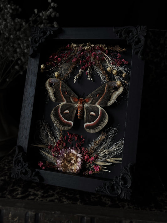 Burgundy florals- Hyalophora cecropia (18x13cm)