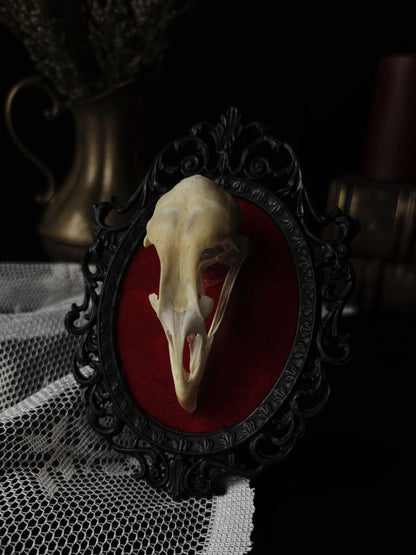 Chicken skull (Vintage)