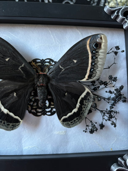 „Blooming gothic“ Eupackardia calleta (rare)