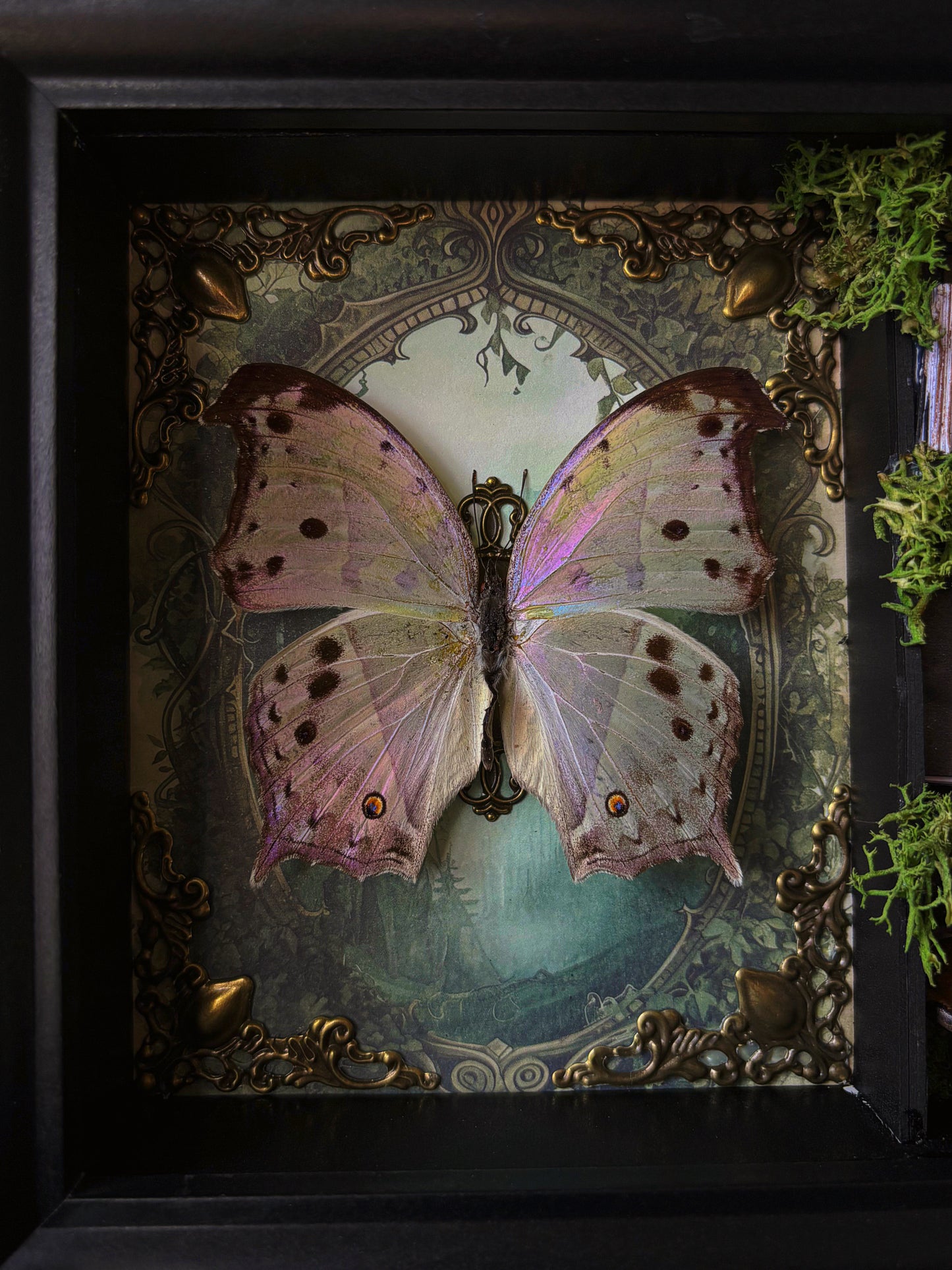 Forest mother of pearl cabinet (Salamis Parhassus)