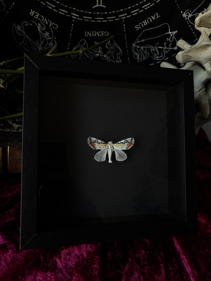 (Rare) Baorisa hieroglyphica / picasso moth