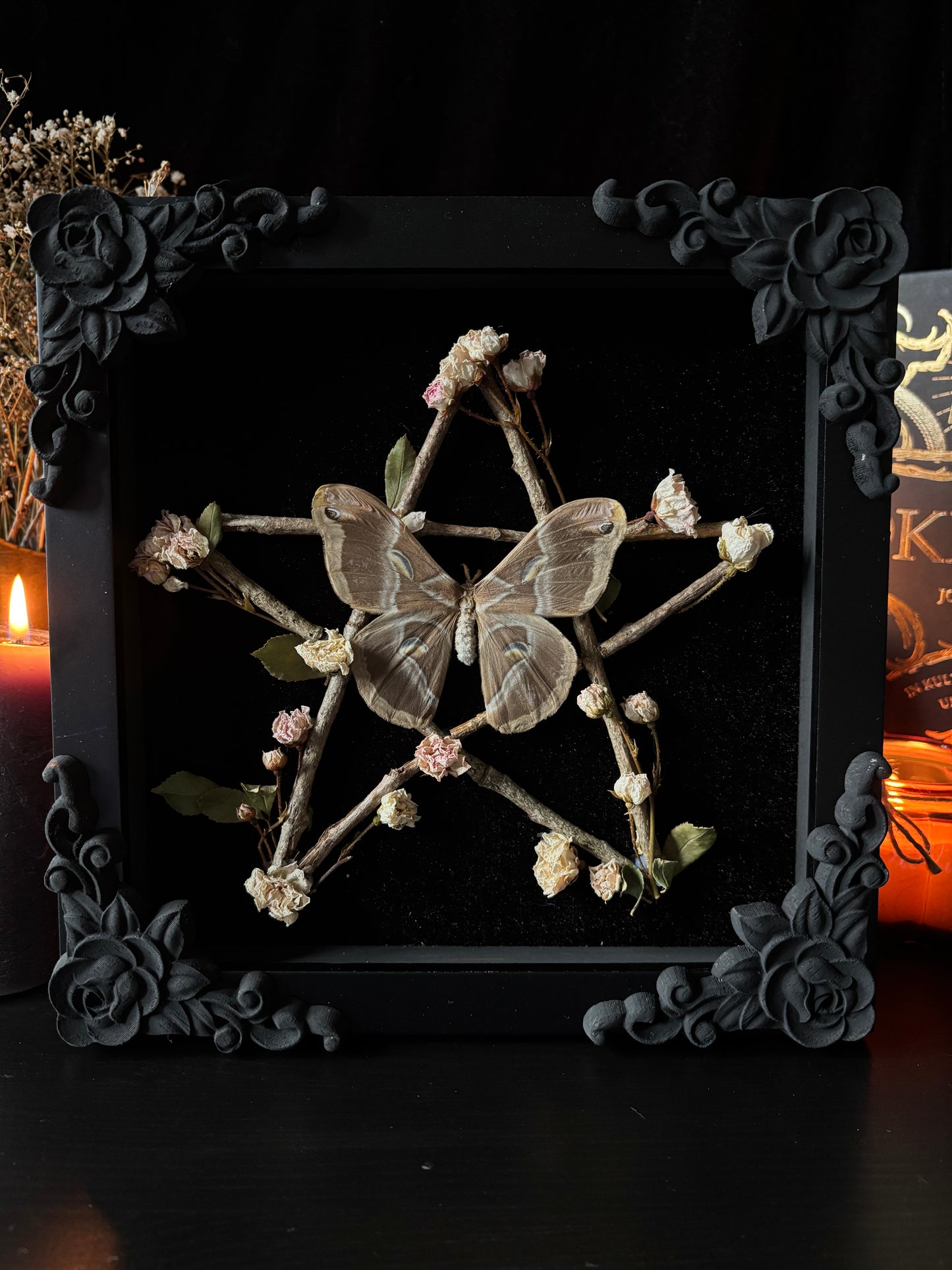 Samia Insularis Pentagram Frame | Woodland Witch Butterfly Display