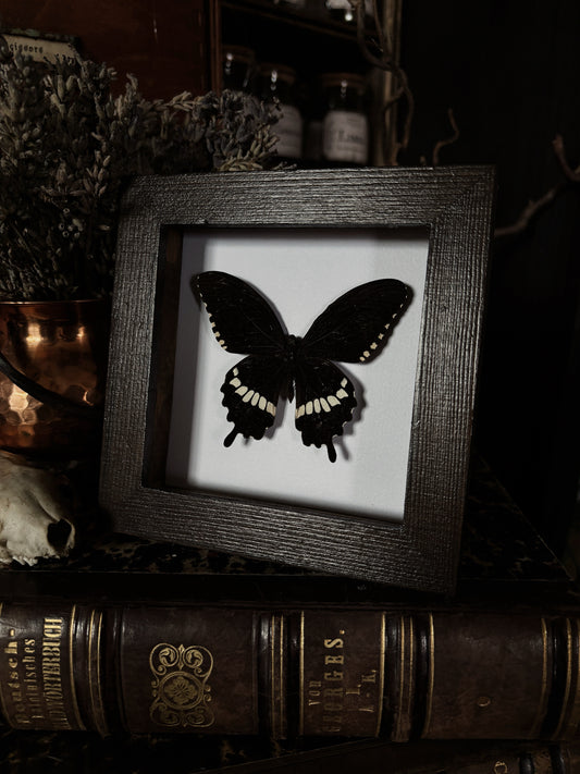 Papilio polytes | Wings of Whimsy Collection (12x12cm)