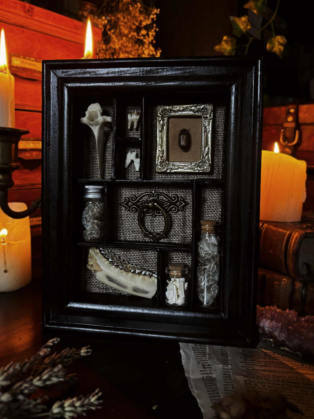 Curio Cabinet – Framed Shadowbox of Natural Oddities (23x18cm)