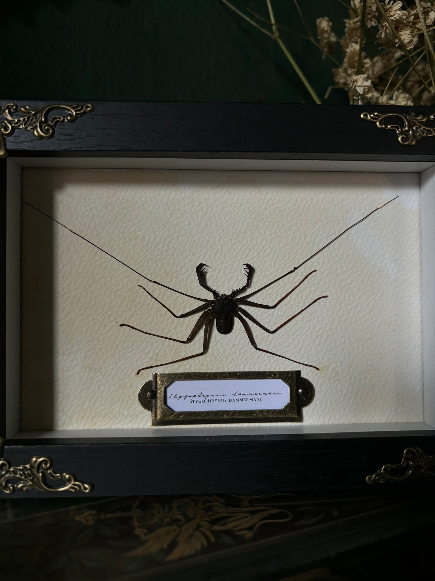 Stygophrynus dammermani
