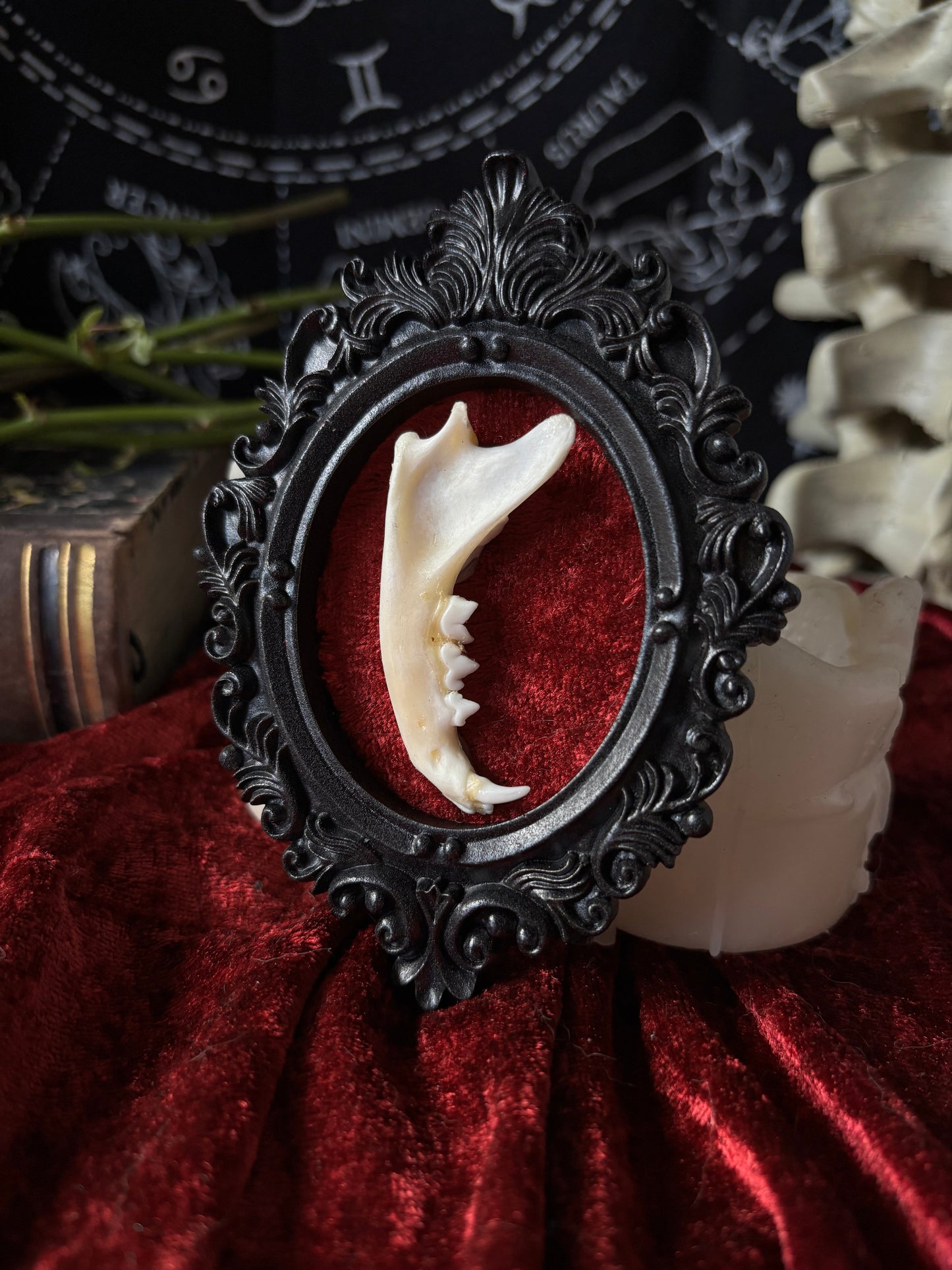 Ornament Frame - cat jaw