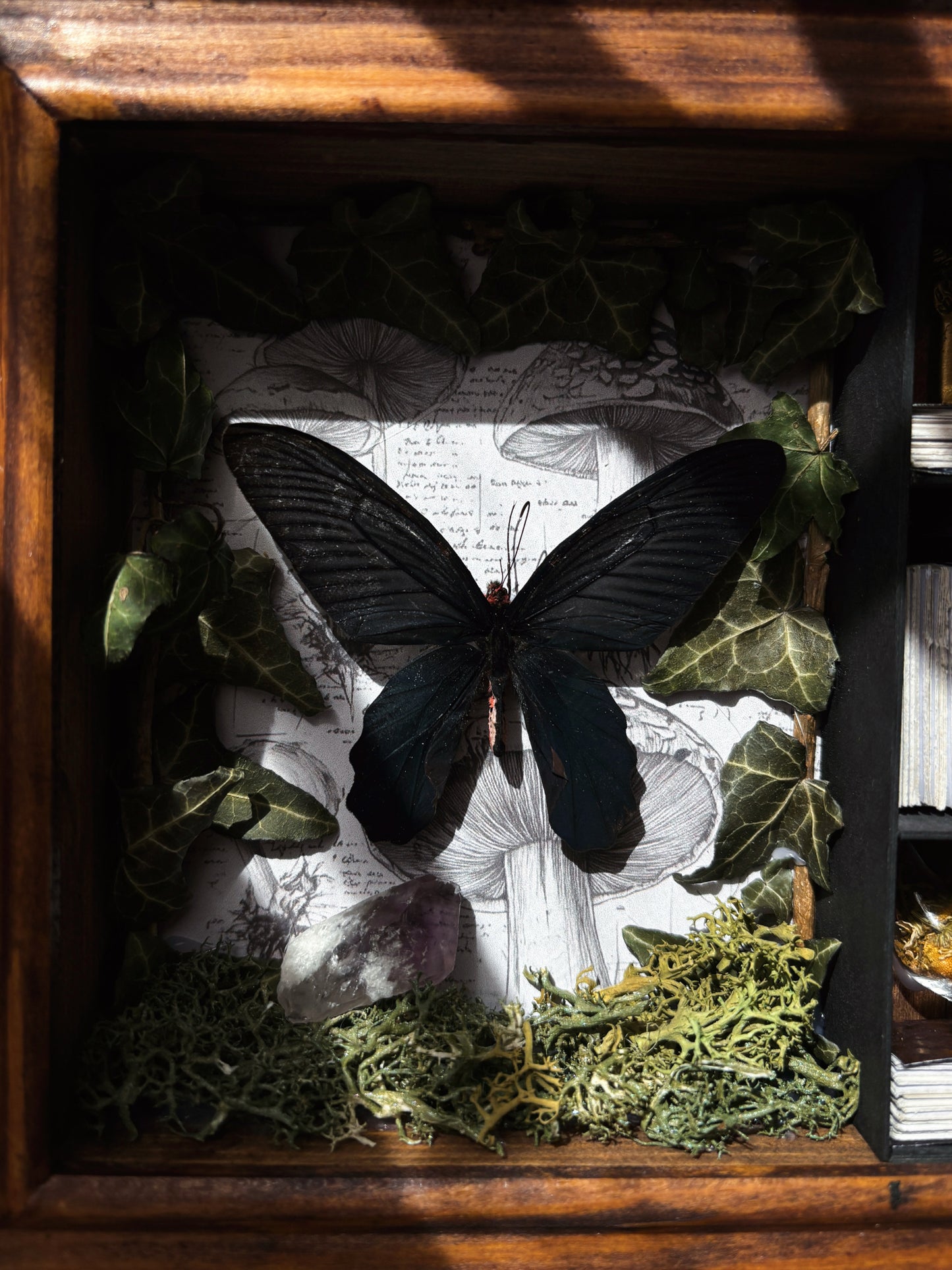 Botanical Study – Miniature Witch’s Cabinet – Atrophaneura dixoni (23 × 18 cm)