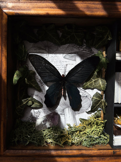 Botanical Study – Miniature Witch’s Cabinet – Atrophaneura dixoni (23 × 18 cm)