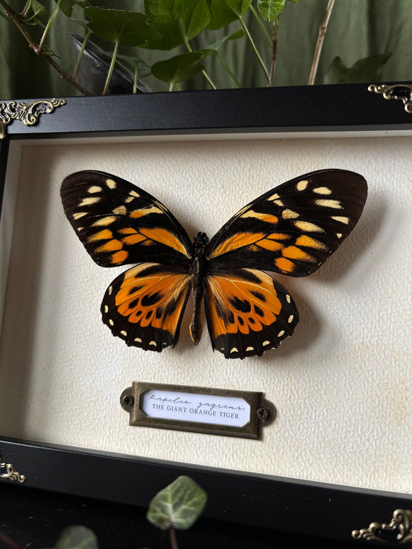 (Rare) Papilio Zagreus - the giant orange tiger