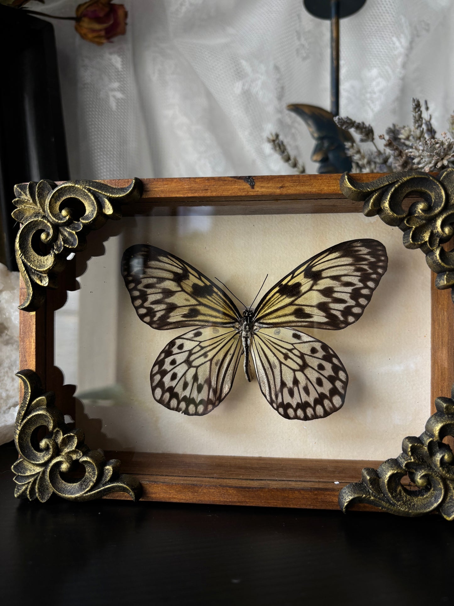 Idea leuconoe gordita (15x10cm)