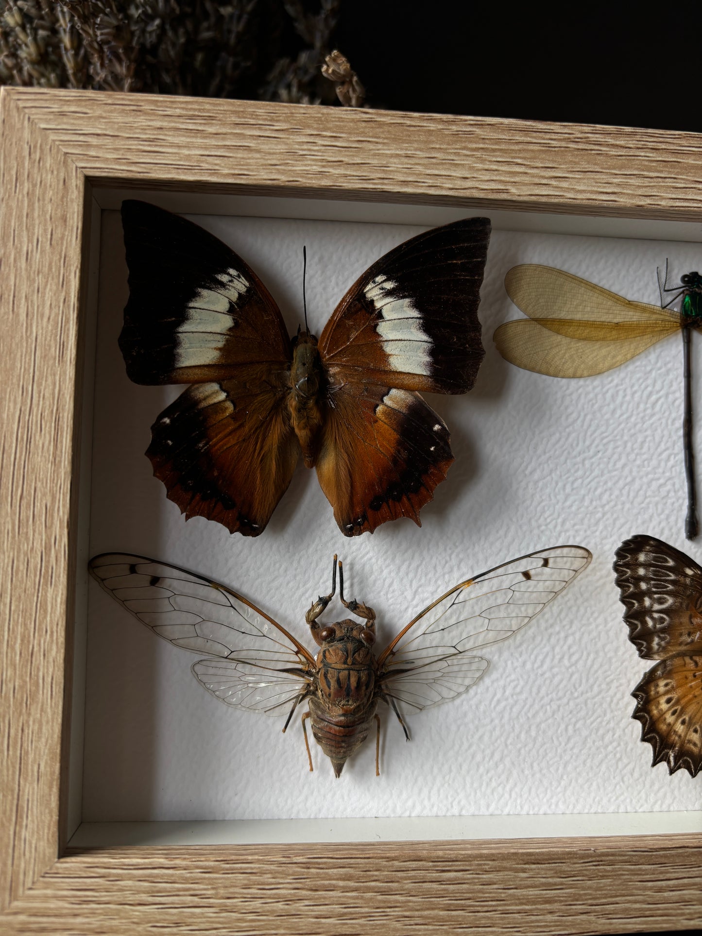 Miniature specimen collection (20x15cm)