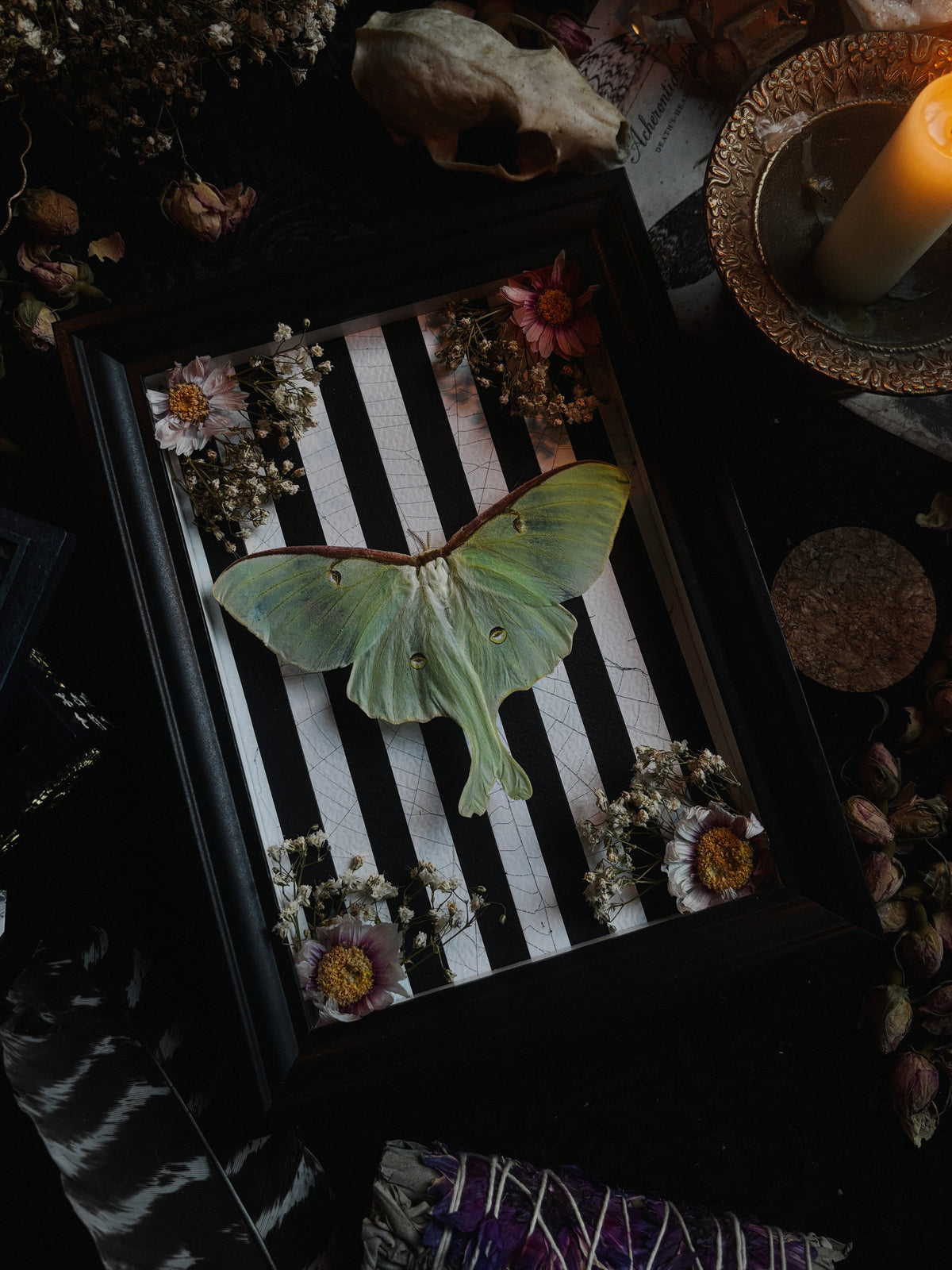 Day-O Garden | Actias luna  (23x18cm)