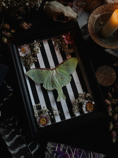 Day-O Garden | Actias luna  (23x18cm)
