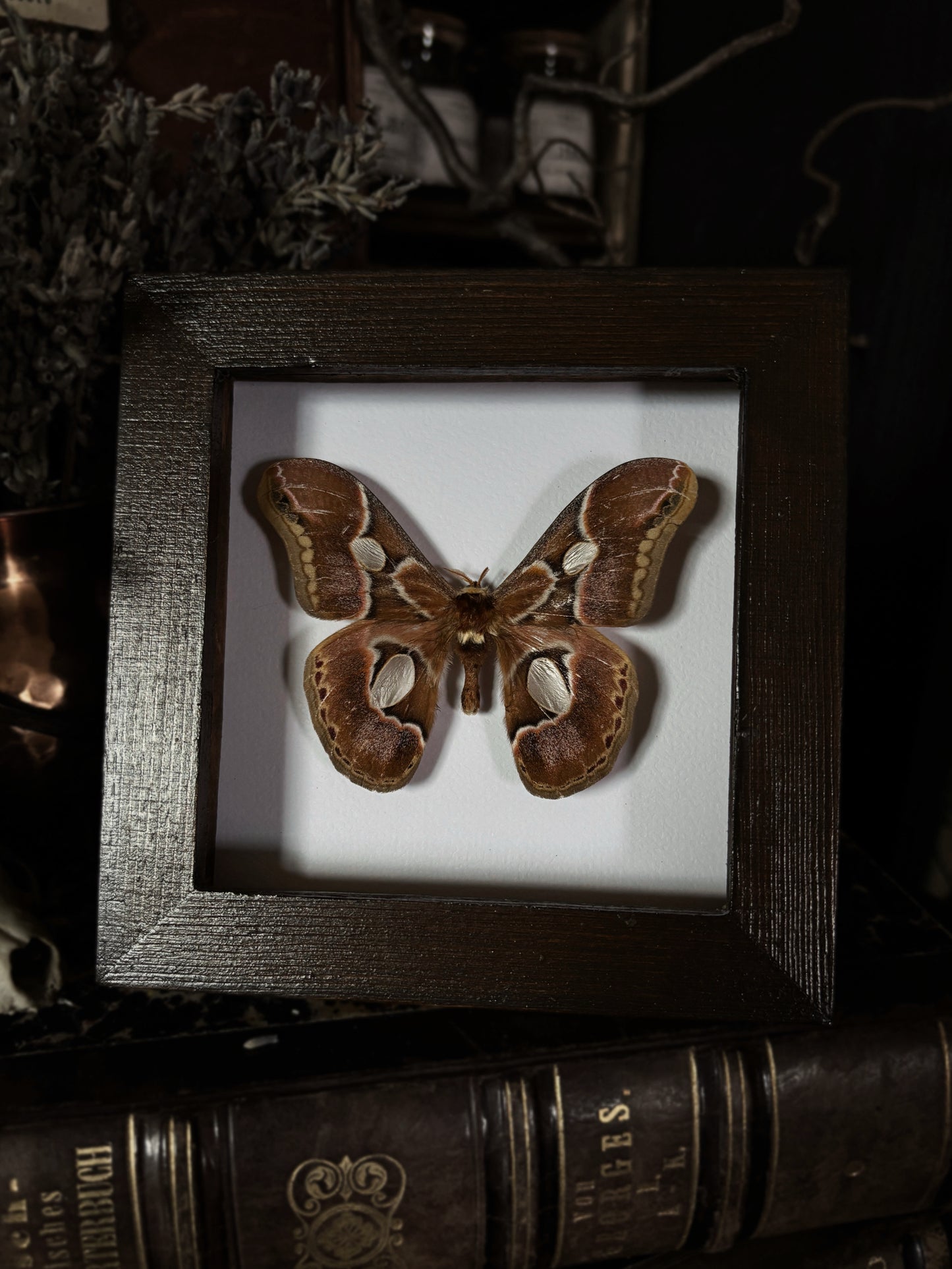 Rothschildia lebeau | Wings of Whimsy Collection (12x12cm)