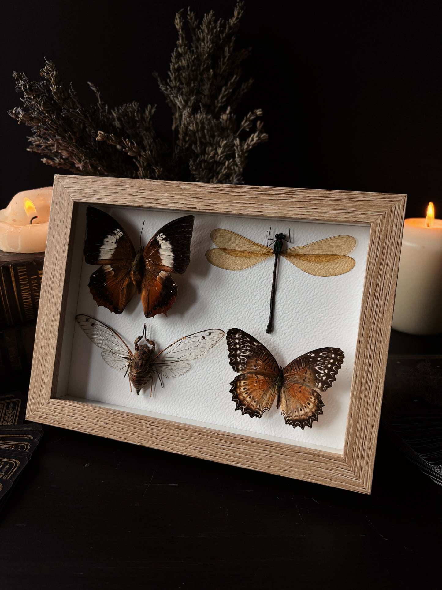 Miniature specimen collection (20x15cm)