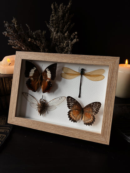 Miniature specimen collection (20x15cm)
