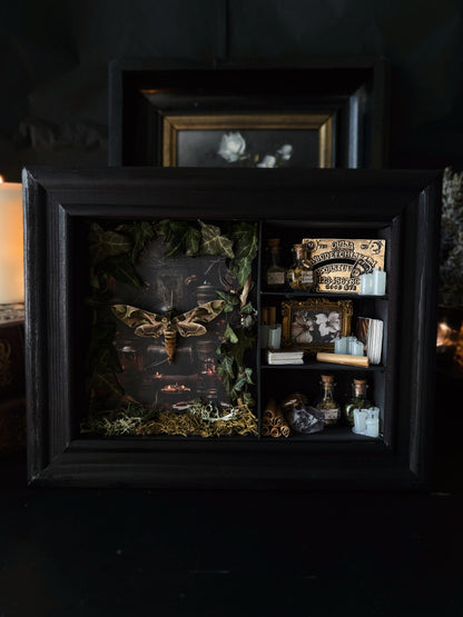 Occult Study – Miniature Witch’s Cabinet – Daphnis nerii (23 × 18 cm)