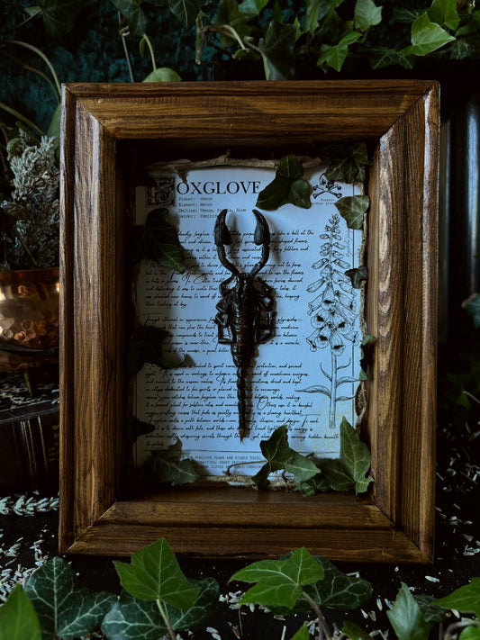 Foxglove Frame – "Heterometrus" (24x18cm)