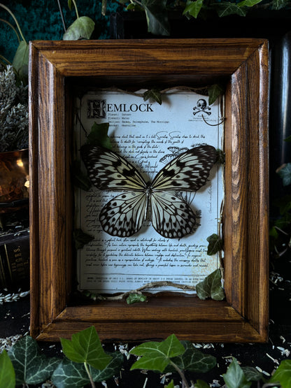 Hemlock Frame – "Idea leuconoe gordita" (24x18cm)