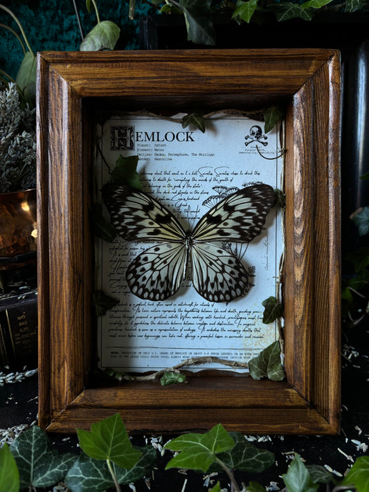 Hemlock Frame – "Idea leuconoe gordita" (24x18cm)