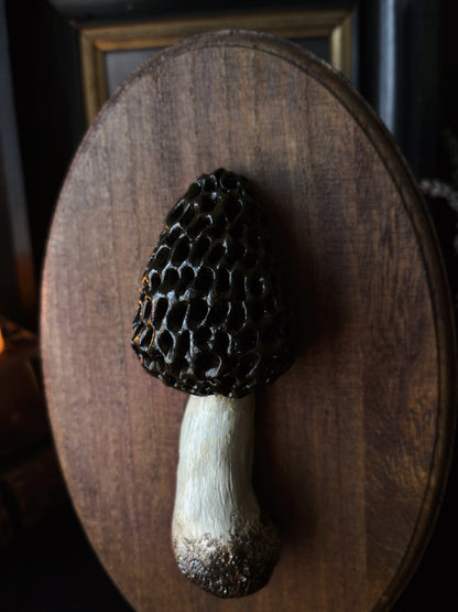 Morel Mushroom - Polymer Clay Mushroom (21,5x14cm)
