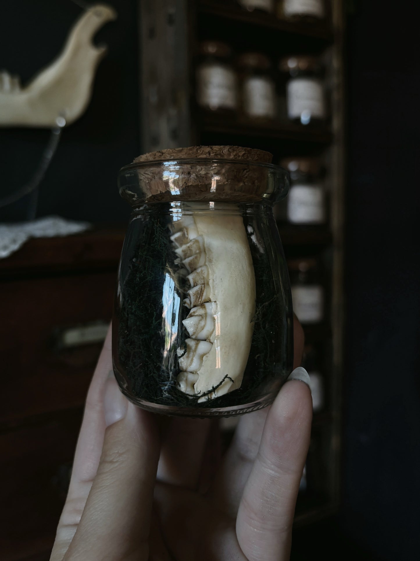 Partial deer jaw (8cm)