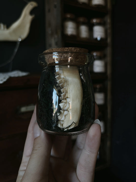 Partial deer jaw (8cm)