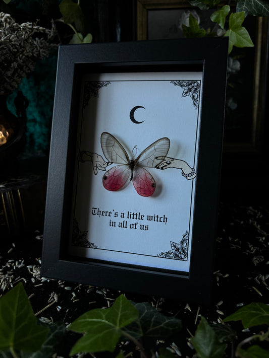 „To be a witch“ - Cithaerias aurorina (15x10 cm)
