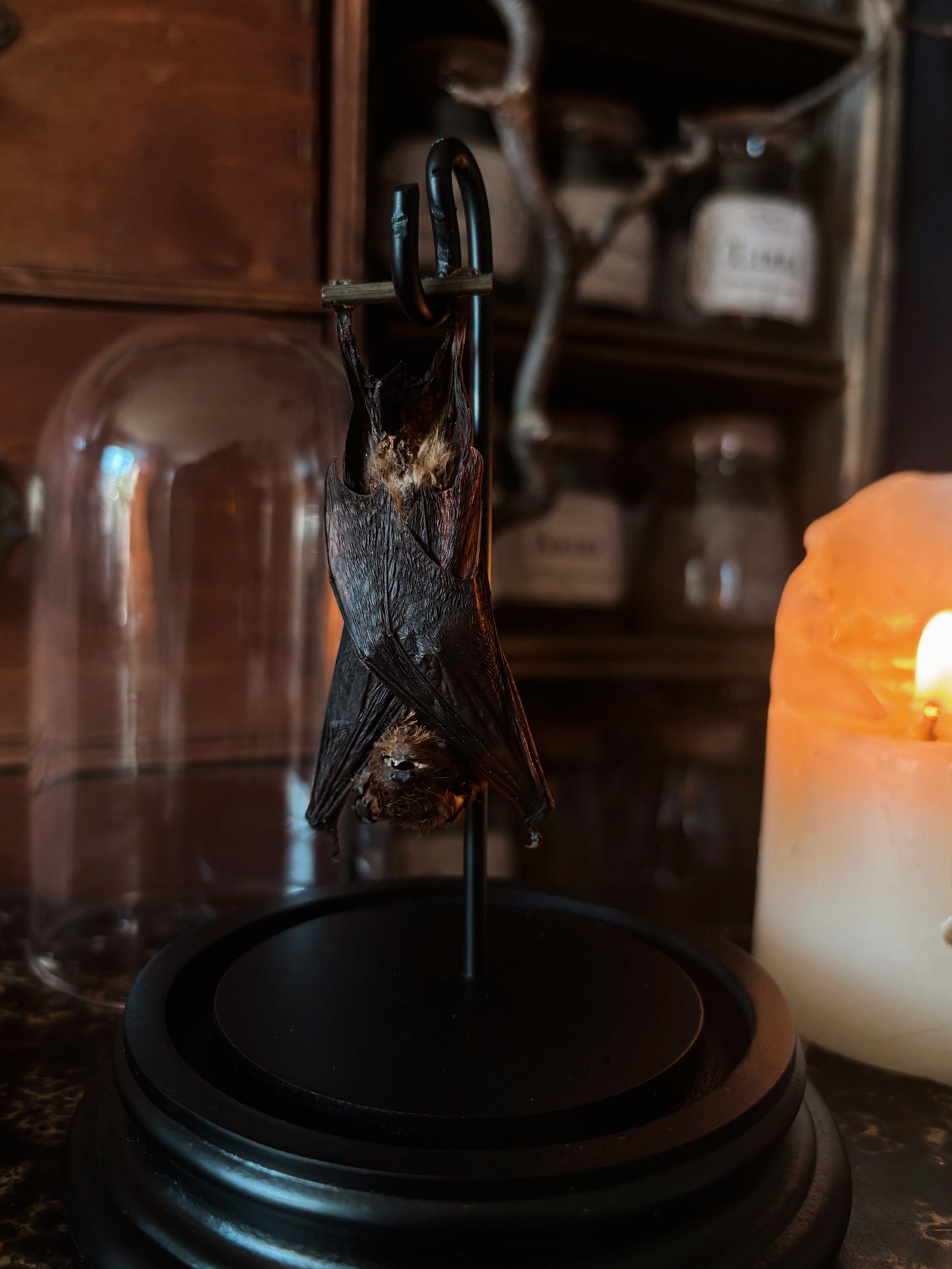 Mummified bat glass dome