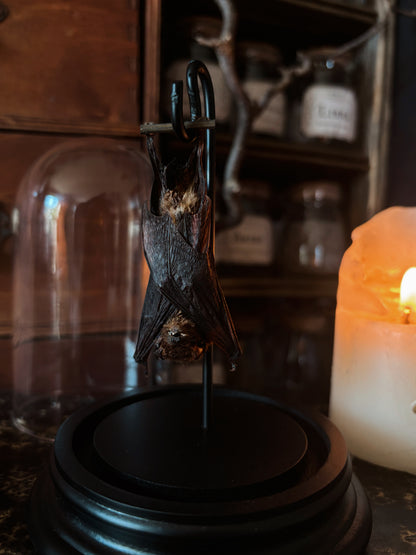 Mummified bat glass dome