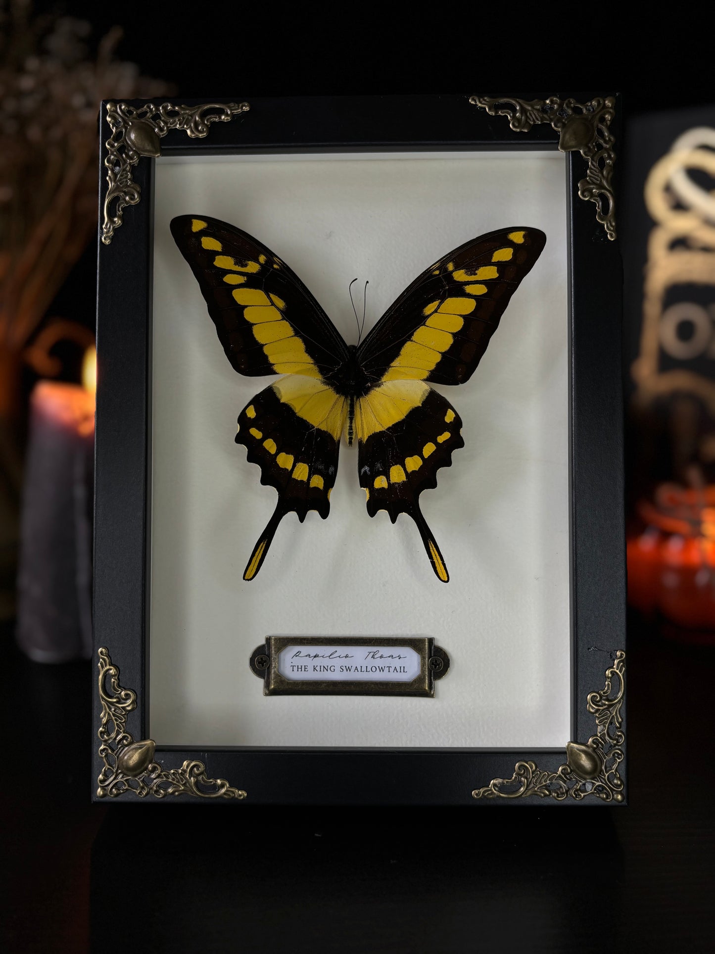 Papilio thoas (18x13cm)