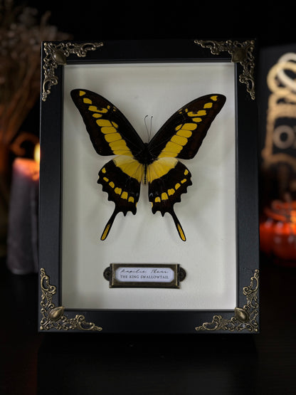 Papilio thoas (18x13cm)