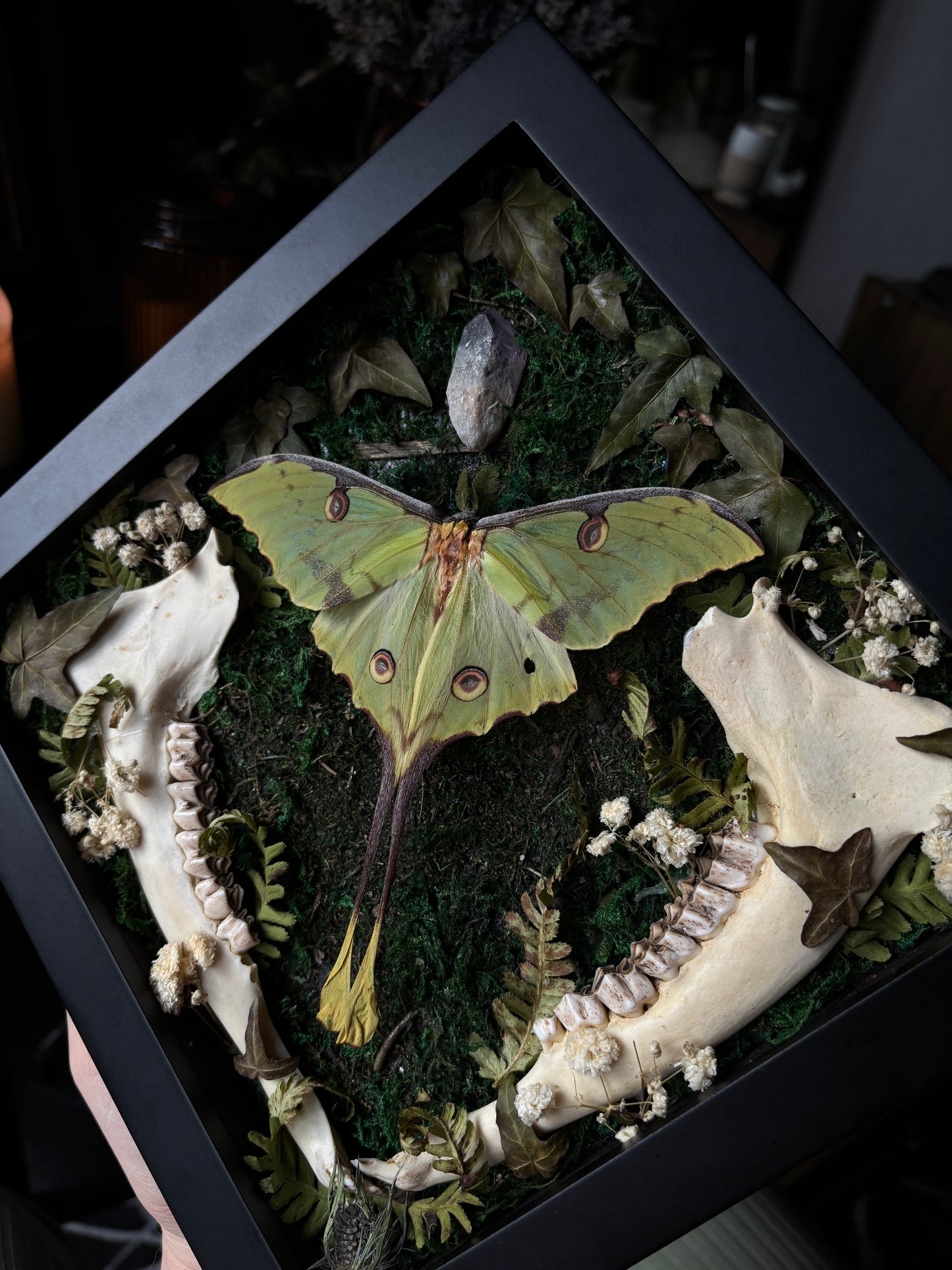 Argema Mimosae | Framed Moth with Deer Bone (25x25cm)