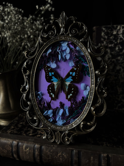 Graphium weiskei (Vintage)