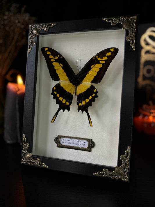 Papilio thoas (18x13cm)