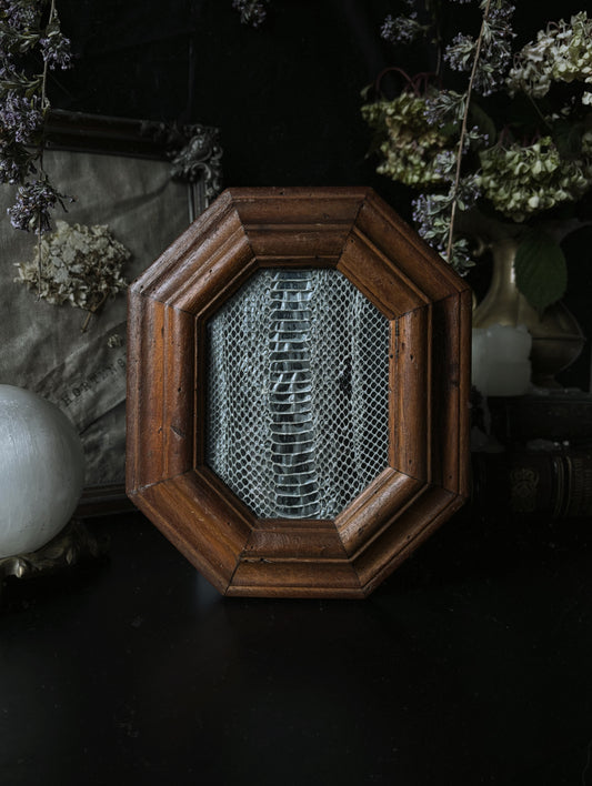 Framed snake skin (Vintage frame)