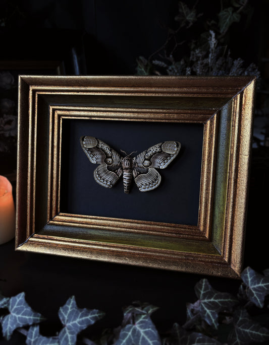 Collectors edition:  Brahmaea Hearseyi -Vintage frame(25x20 cm)