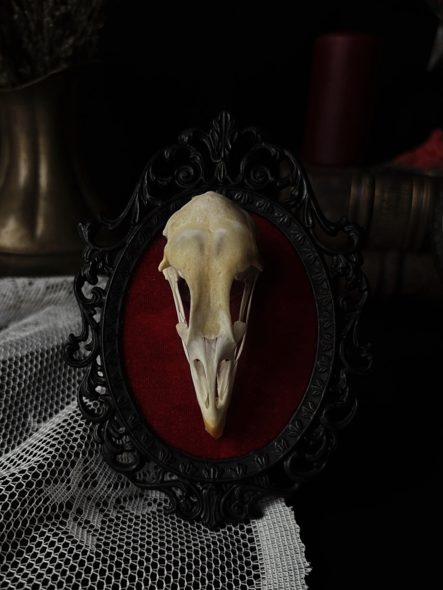 Chicken skull (Vintage)