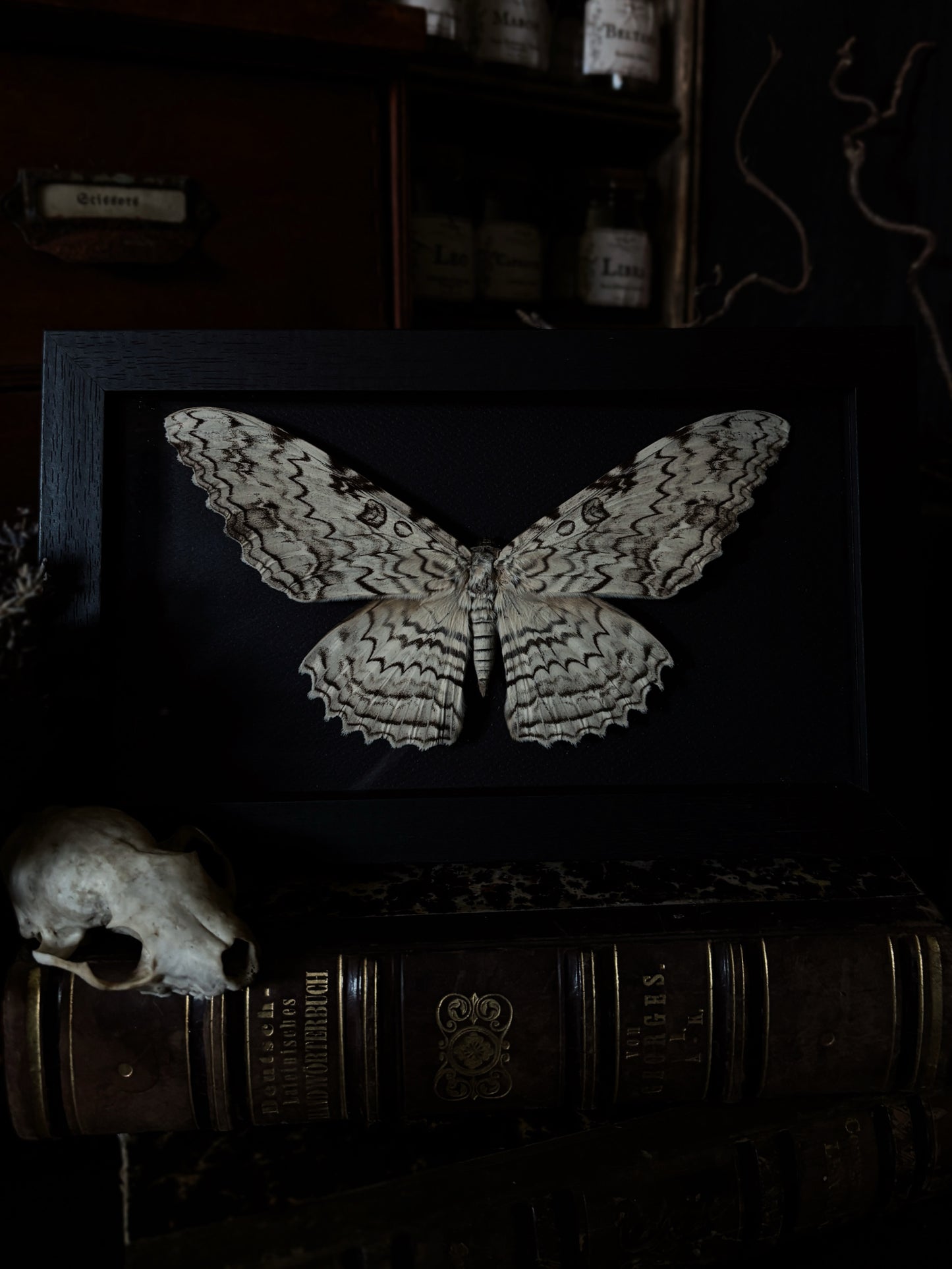 Rare! White witch moth /Thysania agrippina (22x12cm)