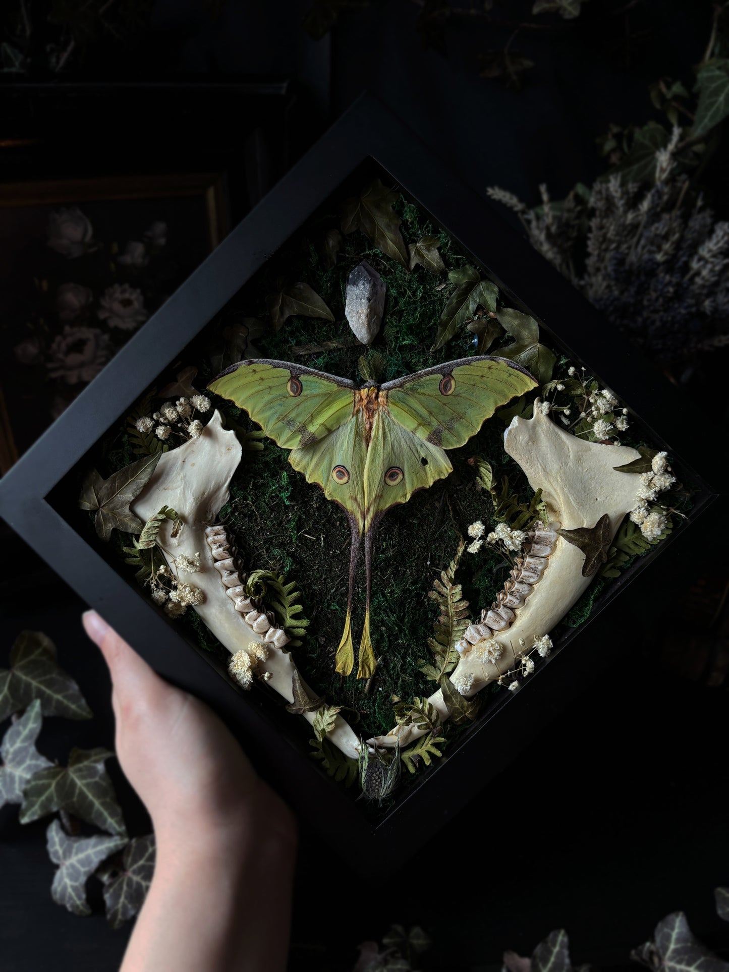 Argema Mimosae | Framed Moth with Deer Bone (25x25cm)