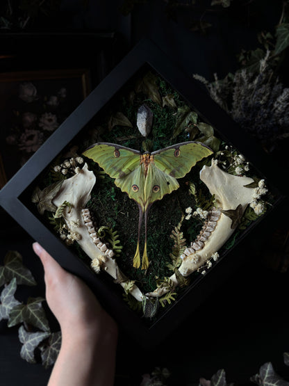 Argema Mimosae | Framed Moth with Deer Bone (25x25cm)