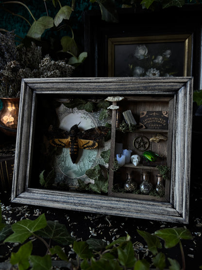 „Witches lair“ Apothecary cabinet - Acherontia Atropos